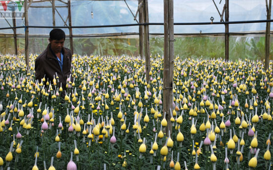 Thai Phien flower village radiant in Dalat City